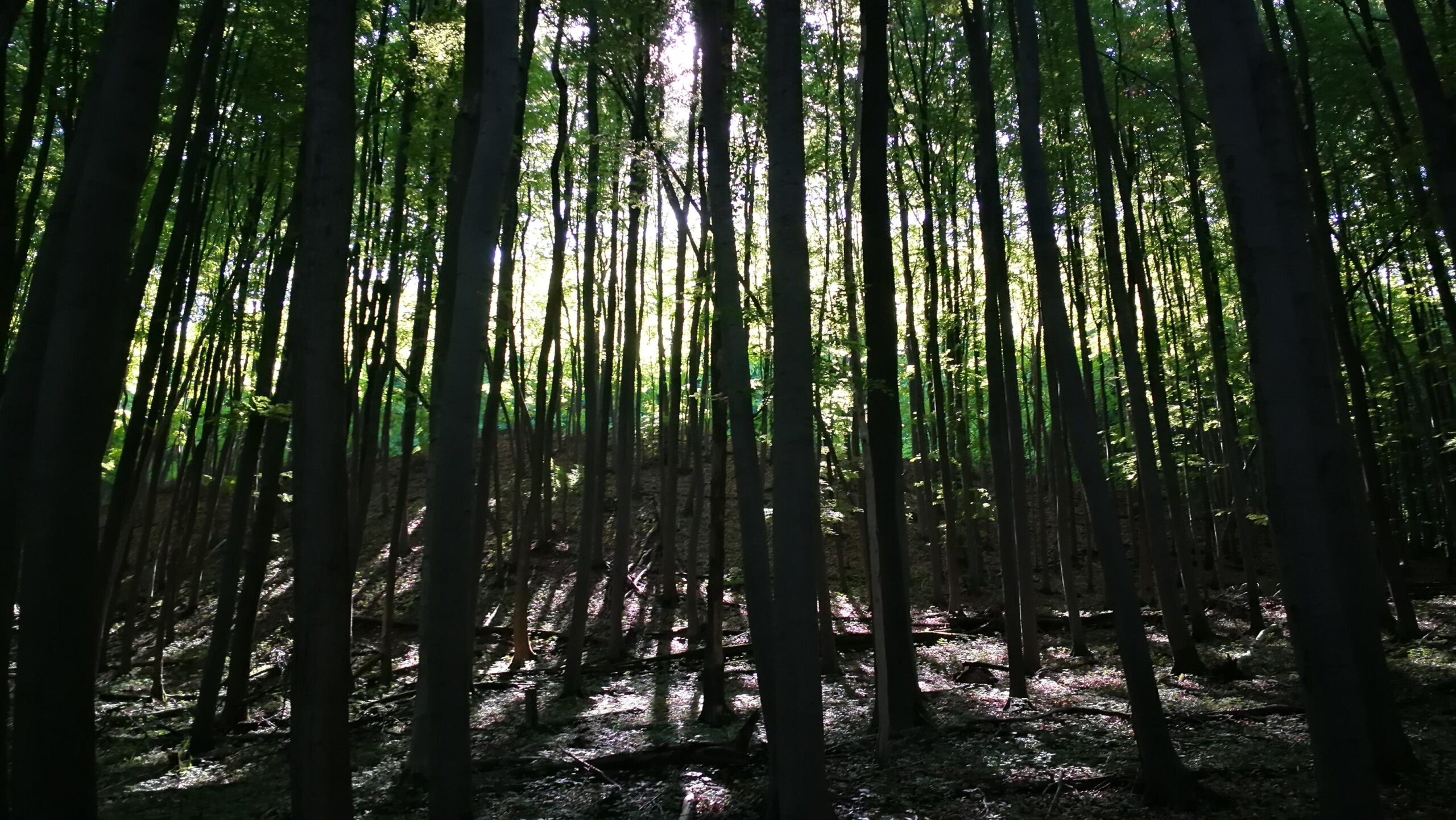 »Die Weisheit der Wälder«